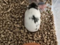 ÖZEL RENK HAMSTER