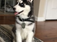 Husky Sibirya Kurdu