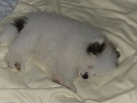 2 aylık erkek pomeranian boo
