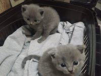 yavru scottish fold