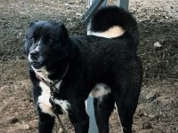 Haymana karası köpeğimiz