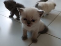 BABY Scottish Fold sahiplerini bekliyor