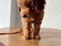 TOY POODLE 1 DİŞİ VE 1 ERKEK