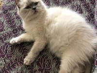 Ücretsiz Sahiplendirme British Longhair