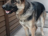 Safkan k9 eğitimli alman kurdu