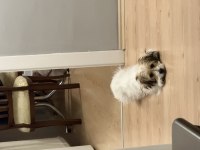 9 Aylık Eğitimli Cavachon