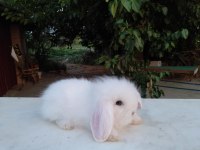Orjinal Hollanda lop tavşanı yavru
