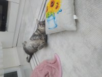 Tekir yavruma acil yuva arıyoruz