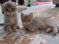 Minnoş kedimiz yeni ailesini arıyor