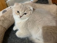 Sahibinden scottish fold