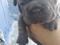 Fransız bulldog sahiplendirilecektir