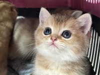 GOLDEN BRİTİSH SHORTHAİR YAVRULARIMIZ