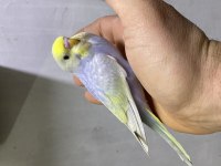 Rainbow Muhabbet Kuşu Yavrular