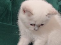 Sahibinden british shorthair 55 günlük