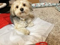 Morkie Eğitimi Havlama Huyu Yok