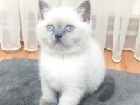1 Dişi Ve 1 Erkek Bluepoint Kedilerimiz