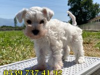 ÜST DÜZEY BEYAZ MİNYATÜR SCHNAUZER BEBEKLER