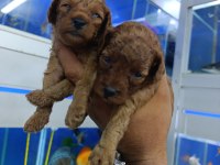 Red Brown Toy Poodle Bebekler