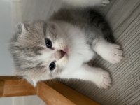 Scottish fold british bebekler