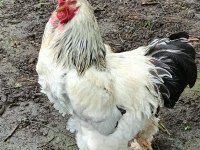 BRAHMA HOROZLARI