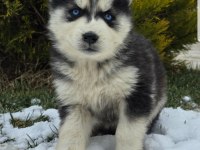 Maviş gözlü Safkan Husky minikler