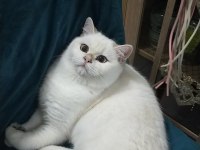 British longhair yeni ailem olmak ister misiniz