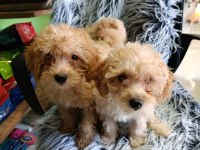 MALTİPOO YAVRULAR