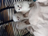 Scottish fold Rezerve ye açıktır