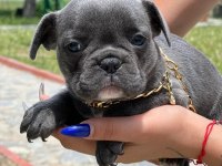 Mini boy erkek bulldog