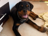 A şecereli erkek rottweiler yavrularım
