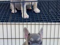 İsabella & Fluffy Taşıyıcı French Bulldog Bebekler
