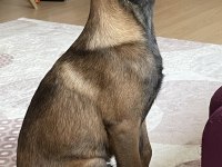 Üst Düzey Erkek Malinois