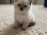 British Shorthair Kedisi