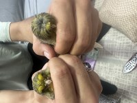 Gloster vasıflı bilezikli çift kanarya