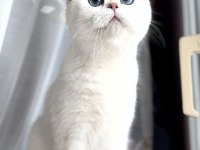 Kısırlaştırma şartıyla ücretsiz kedimiz