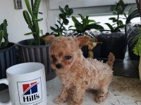 Micro Tea Cup Poodle