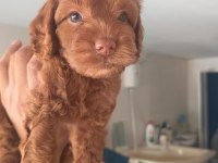 Safkan cockapoo yavrumuz
