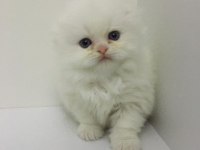 Scottish fold longhair dişi mavi gözlü
