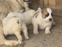 Türkiyenin En Güzel Alabai Yavruları