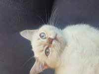 Scottish Blue point cinsi 3 aylık dişi