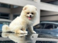 Erkek ve dişi pomeranian boo