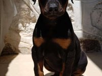 Doberman yavru köpeklerimiz