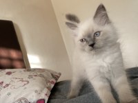 Sahiplendirme british longhair