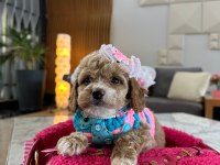Çok uygun toy poodle acil ilk gelen alır