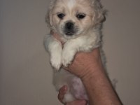 Shih tzu 2 aylık şitsu yavrularımız sahiplendirilecektir