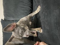 Dişi lilac tan french bulldog