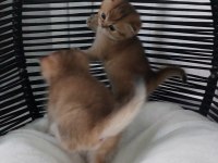 Ny11 black golden british shorthair safkan