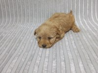 Maltipoo erkek yavru