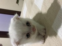 Scottish fold yavrularımız 2 aylıktır