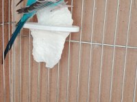 TAKIM (ÇİFT/EŞ) MUHABBET KUŞU KAFES DAHİL DEĞİL